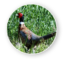 Wild pheasant Hunt in South Dakota