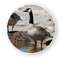 South Dakota Canada Goose Hunts