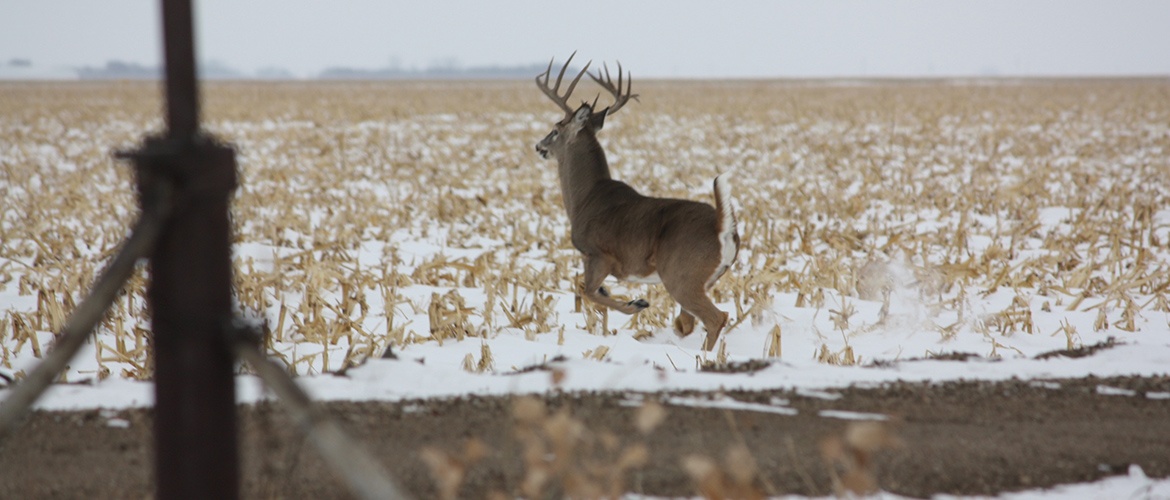 white tail deer hunting south dakota