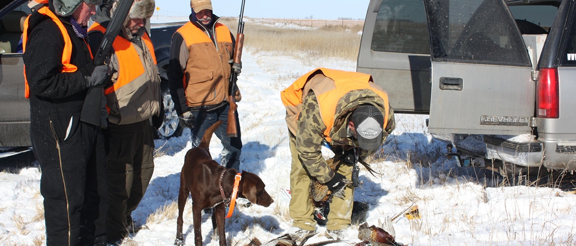 where to pheasant hunt in south dakota