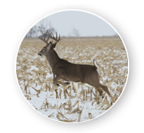 Guided hunting in South Dakota