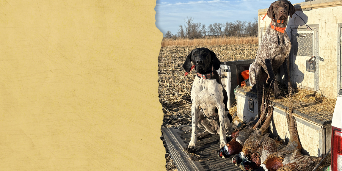 Blog-DogSummerWork dogs in truck bed with dog kennel and pheasants harvested
