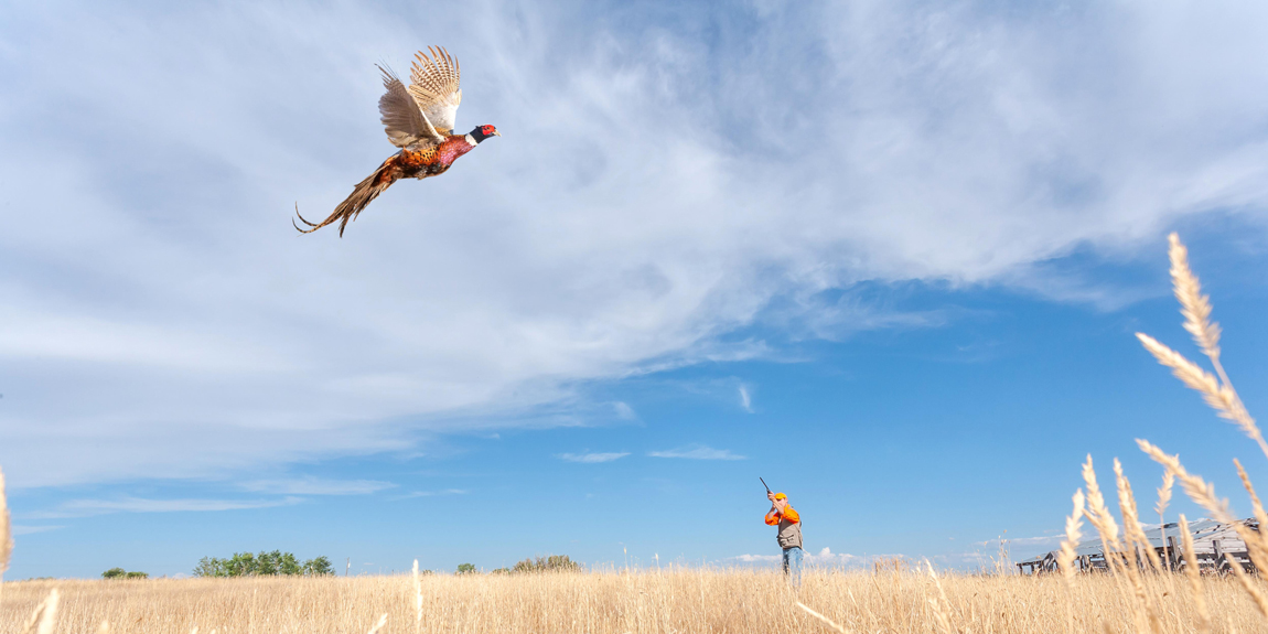 pheasant flying up from grass field and pheasant hunter aiming at bird