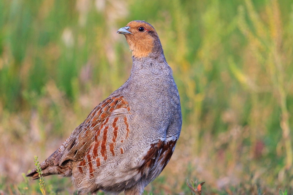 game bird partridge hunt in south dakota