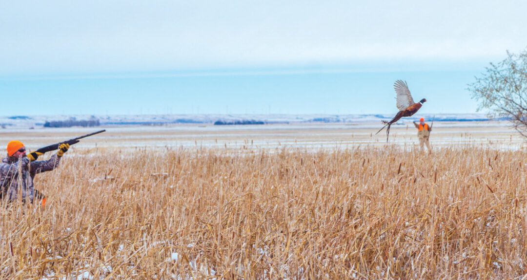 Dakota Pheasant Guide’s Feature in MidWest Outdoors