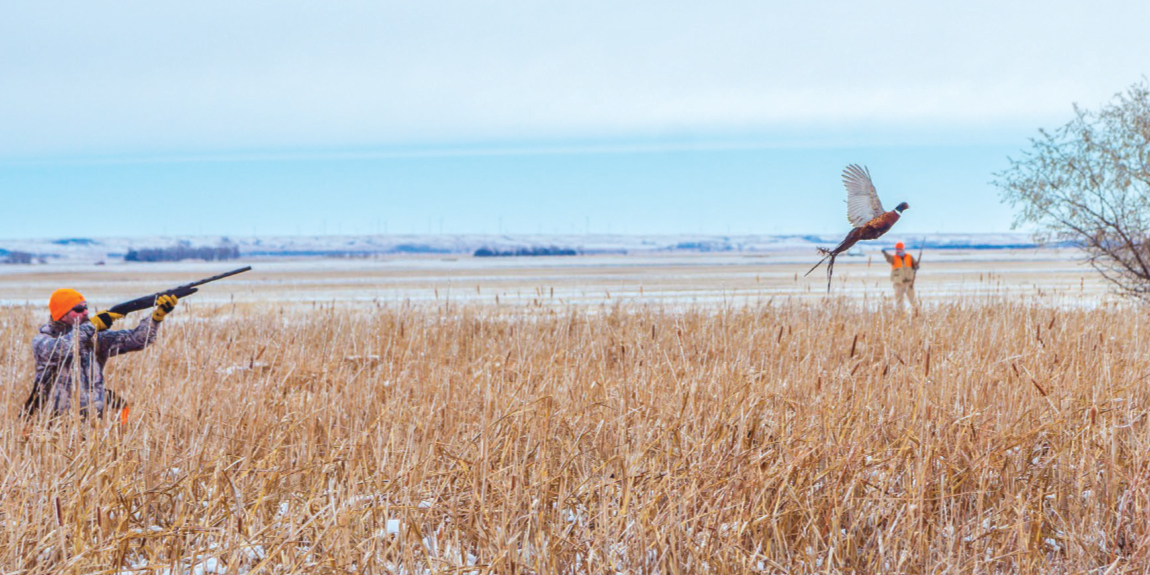 Dakota Pheasant Guide's Feature in MidWest Outdoors