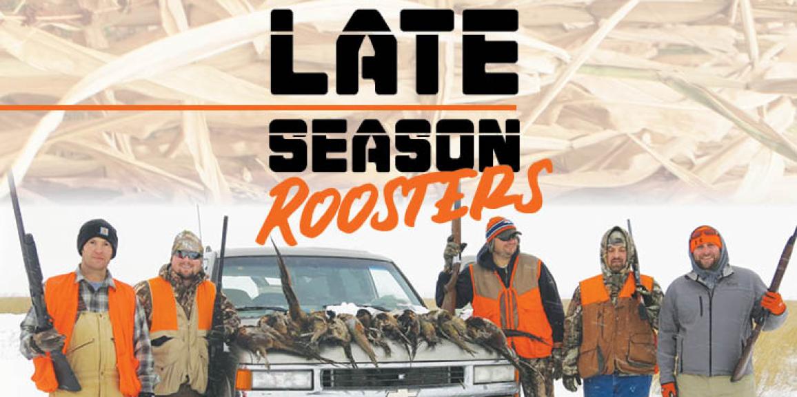 Late Season Roosters