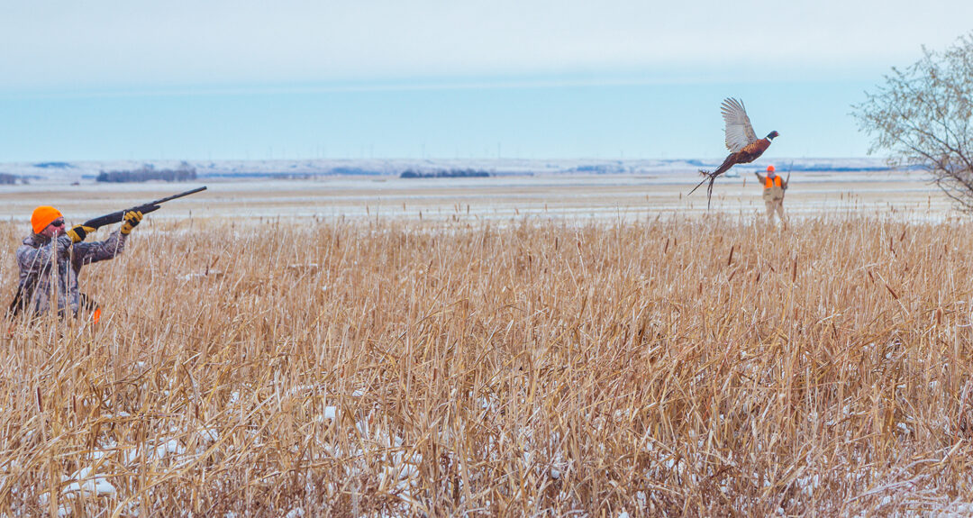 Pheasant Hunting Update for December