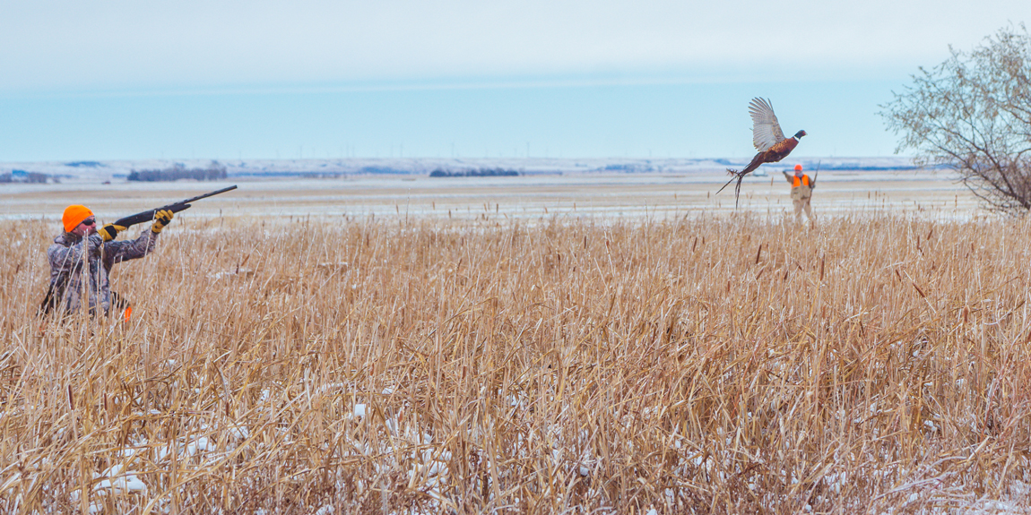 winter pheasant hunting in south dakota with dakota pheasant guide